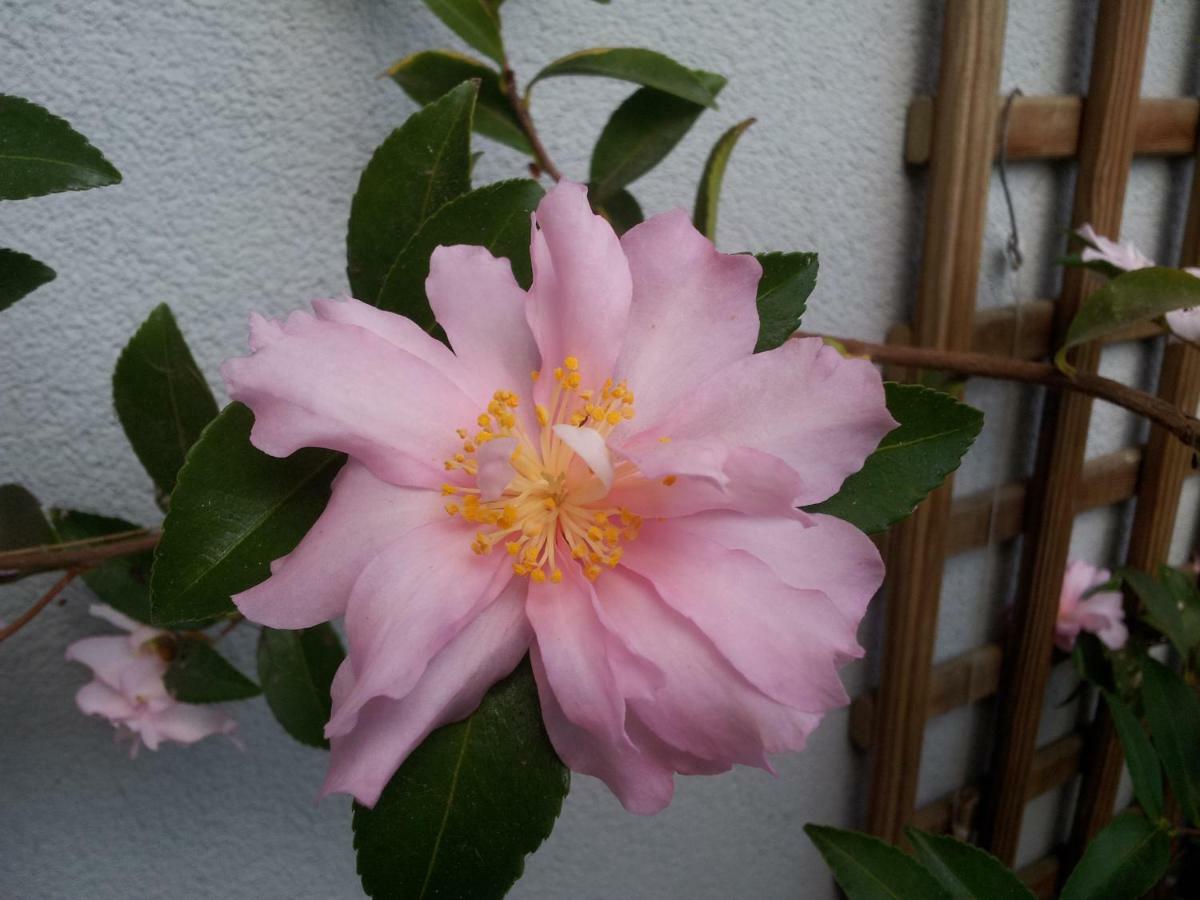La Vie Au Roze 3*