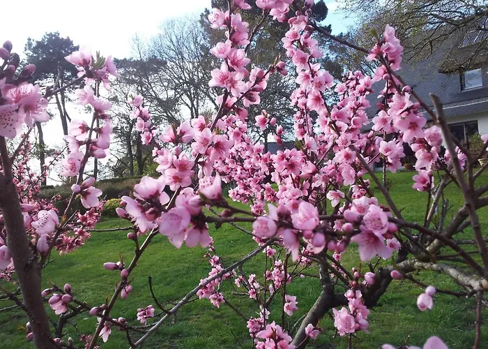 La Vie Au Roze
