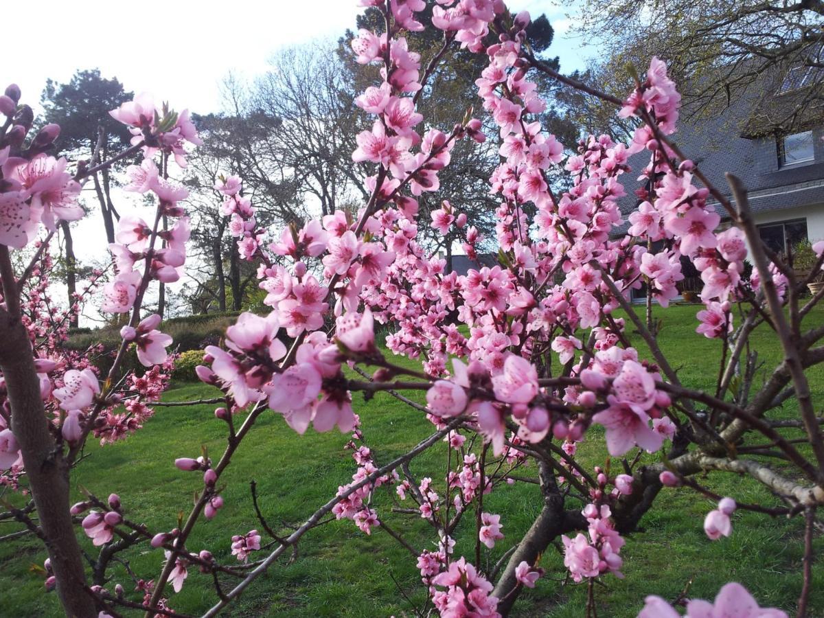 La Vie Au Roze Affittacamere